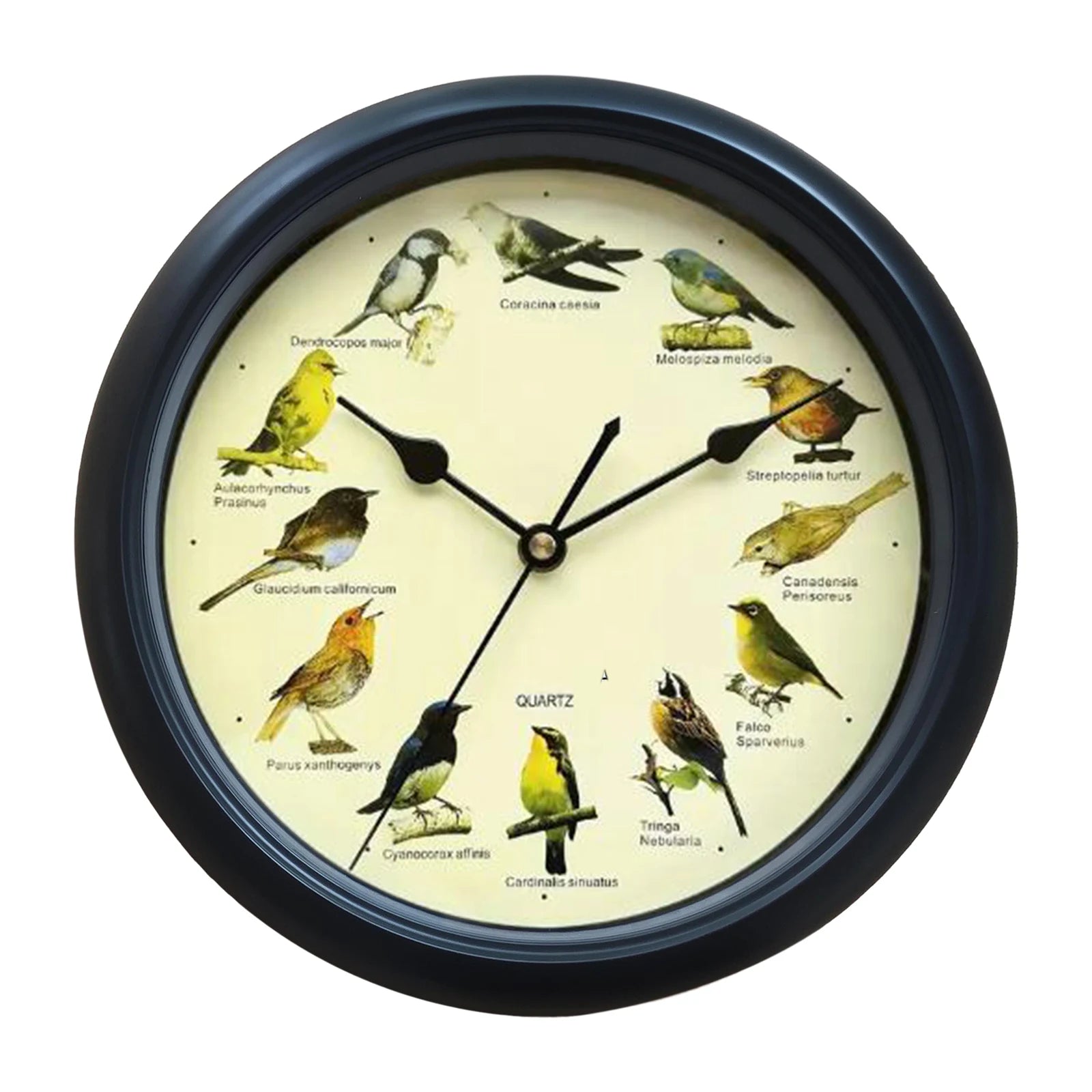 VogelZang - Reloj de pared Zingende Vogel de 10 pulgadas para decoración de hogar elegante
