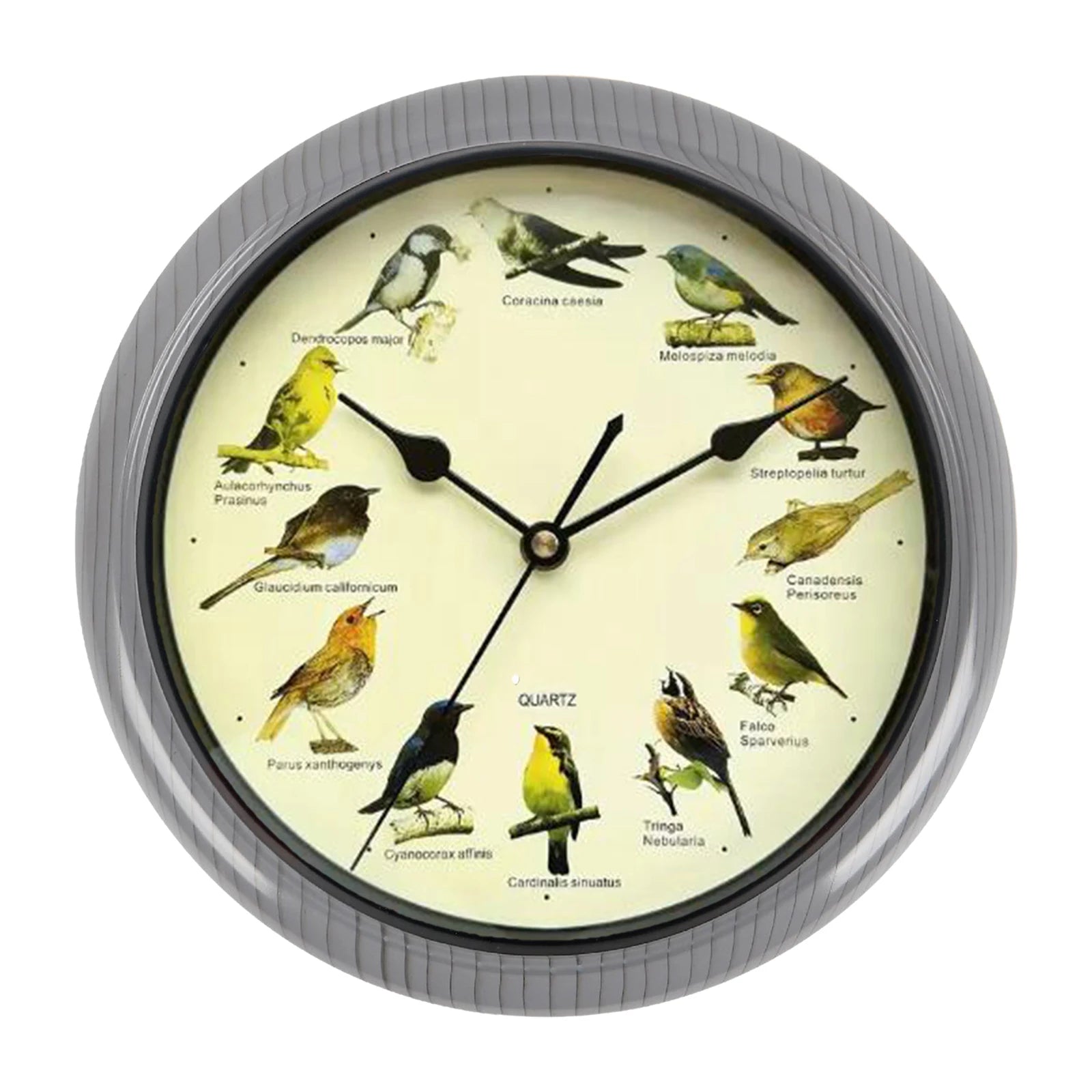 VogelZang - Reloj de pared Zingende Vogel de 10 pulgadas para decoración de hogar elegante