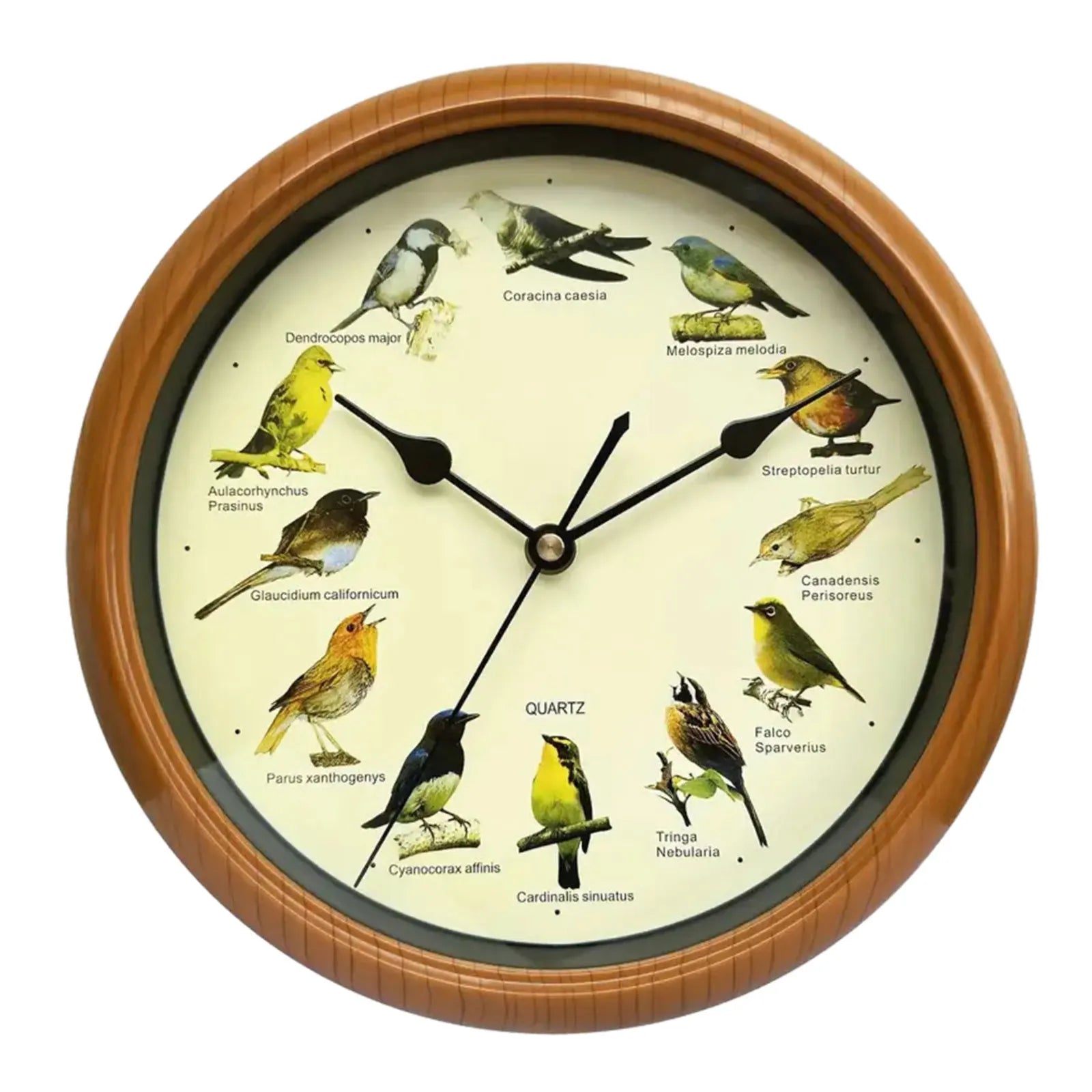 VogelZang - Reloj de pared Zingende Vogel de 10 pulgadas para decoración de hogar elegante
