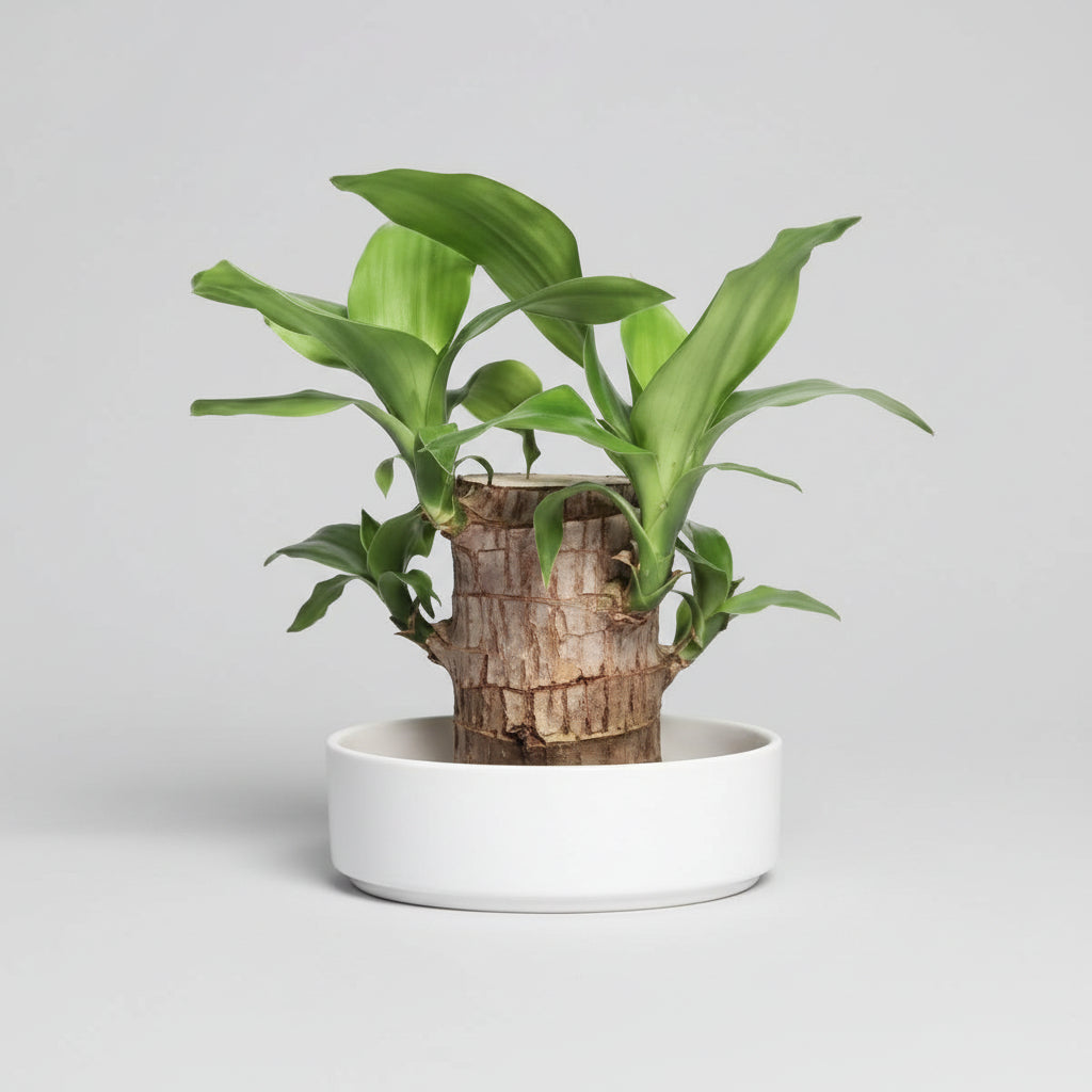 Houten Plant Luchtzuiverend Vermindert Stress Laag Onderhoud