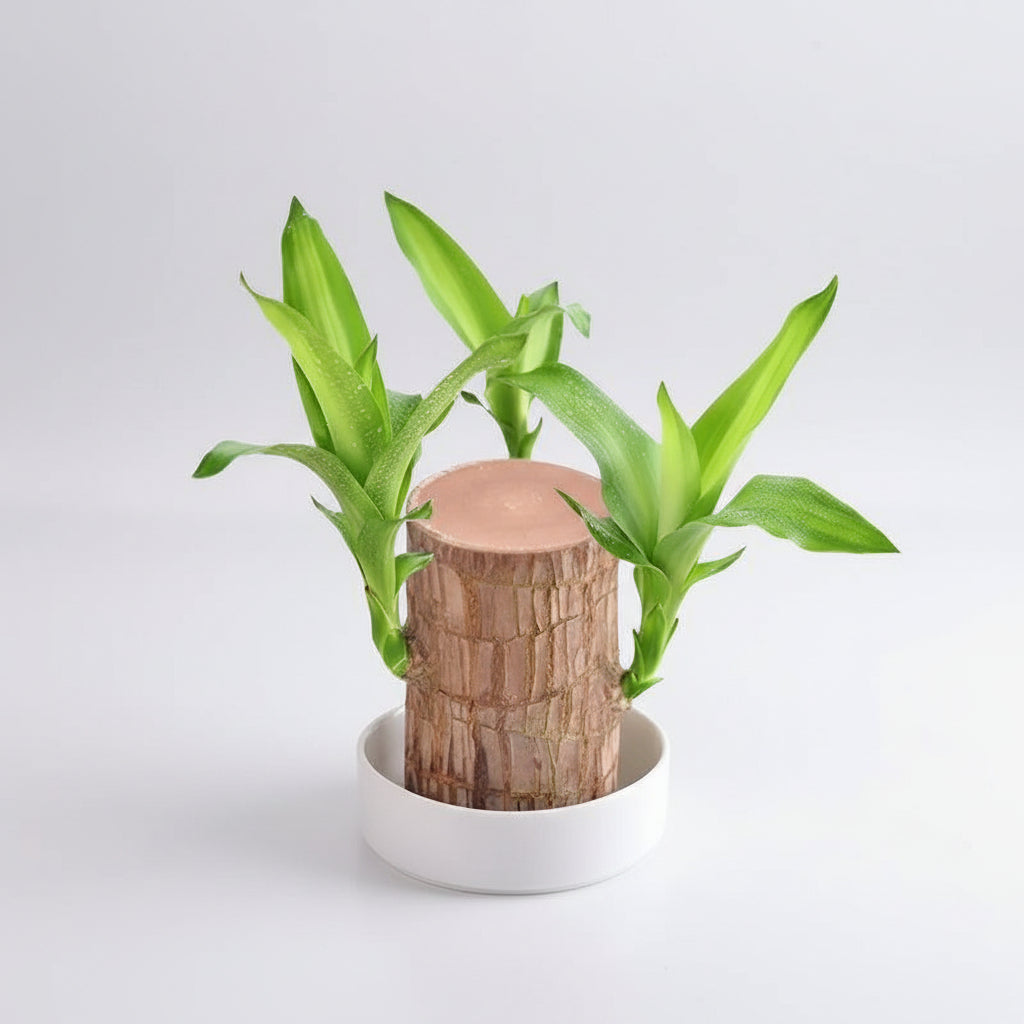 Houten Plant Luchtzuiverend Vermindert Stress Laag Onderhoud